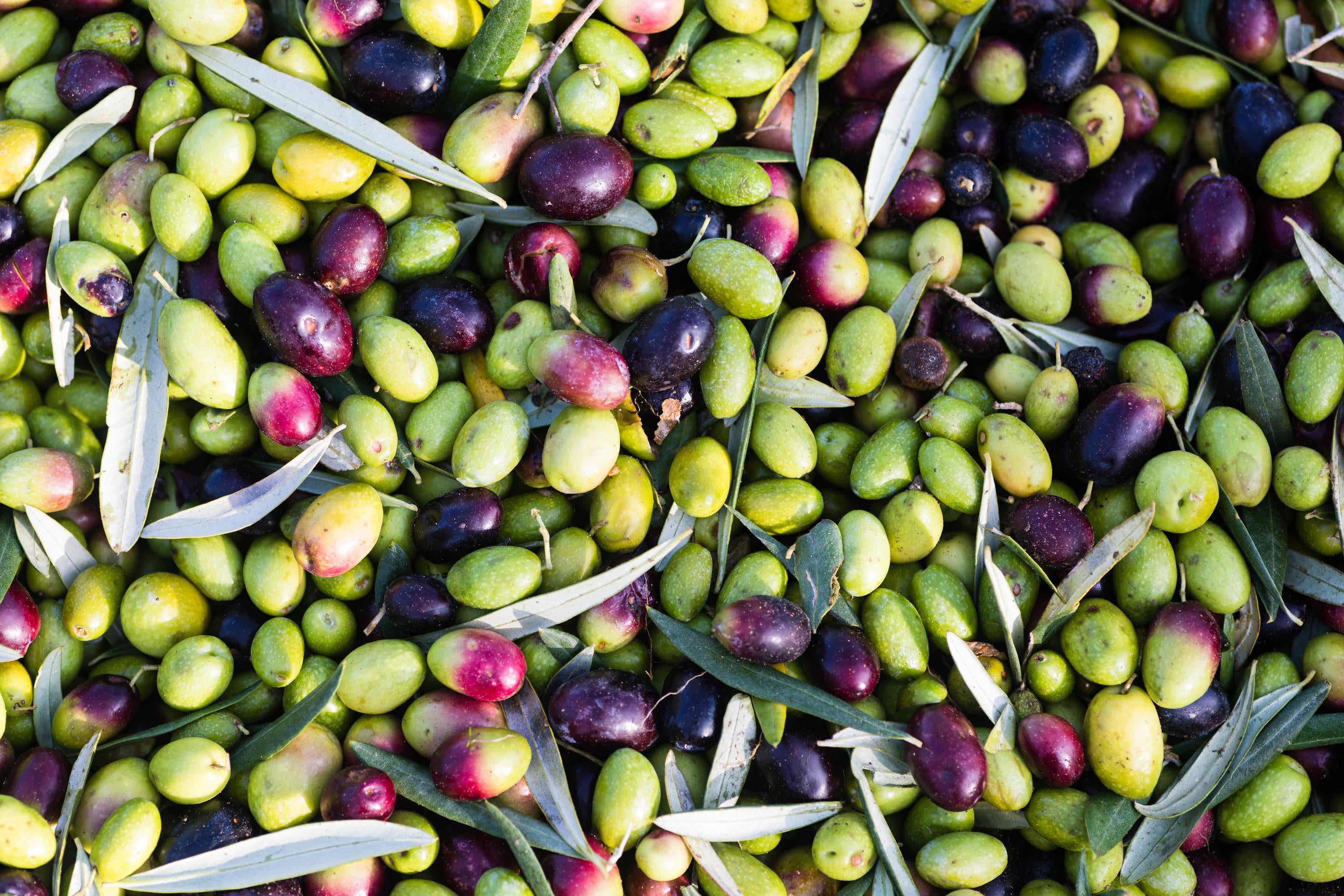 Extra Virgin Olive Oils – Olive + Herb